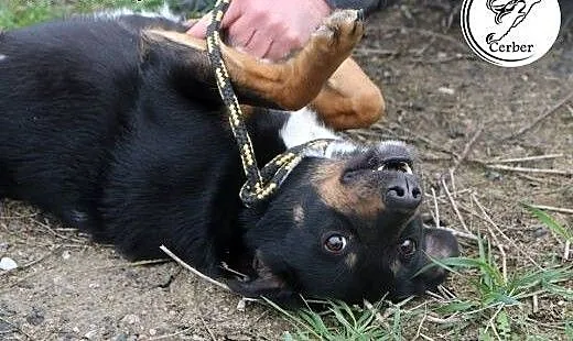 Kira - niewielka sunia z przytuliska szuka domu. D