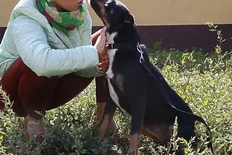 Kira - niewielka sunia z przytuliska szuka domu. D