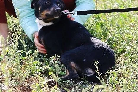 Kira - niewielka sunia z przytuliska szuka domu. D