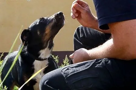 Kira - niewielka sunia z przytuliska szuka domu. D