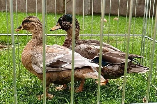Kaczki, kaczuszki call duck