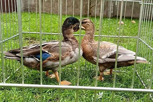 Kaczki, kaczuszki call duck, Łódzkie, Łask