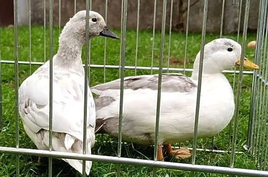 Kaczki, kaczuszki call duck, Łódzkie, Łask
