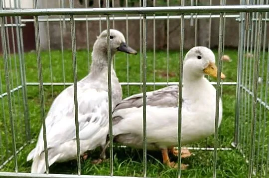 Kaczki, kaczuszki call duck, Łódzkie, Łask