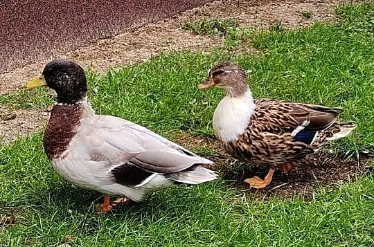 Kaczki, kaczuszki call duck, Łódzkie, Łask