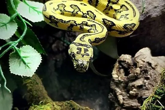 Pyton wraz z terrarium, Mazowieckie, Pruszków