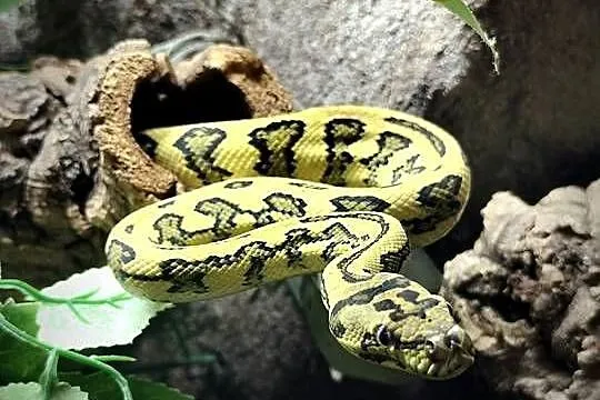 Pyton wraz z terrarium, Mazowieckie, Pruszków