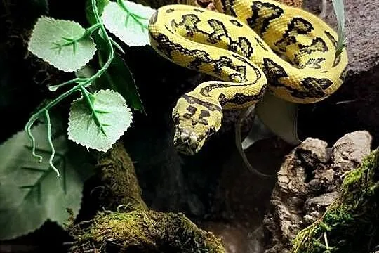 Pyton wraz z terrarium, Mazowieckie, Pruszków