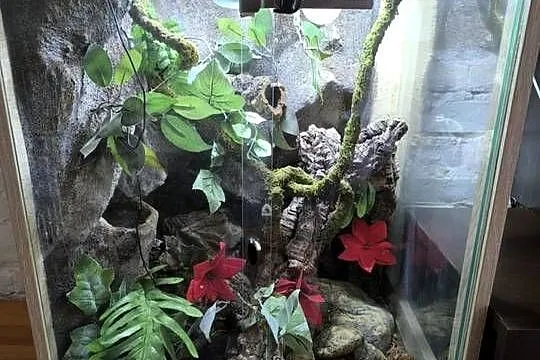 Pyton wraz z terrarium, Mazowieckie, Pruszków