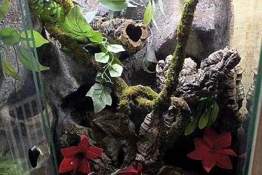 Pyton wraz z terrarium, Mazowieckie, Pruszków