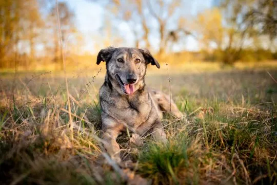 Karinka - niekonfliktowa, delikatna, spokojna sunia  Karinka - kilkuletnia sunia skrzywdzona przez c, , Warszawa