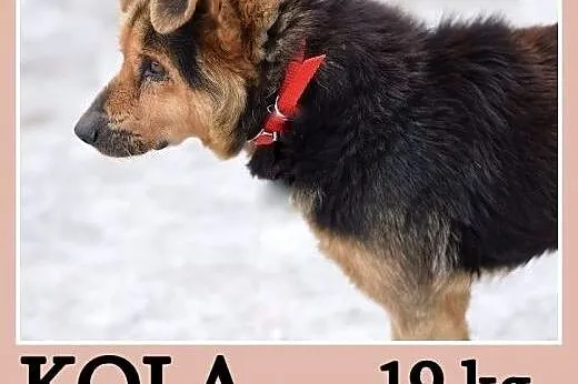 19 kg, starszy,grzeczny,spokojny,łagodny pies KOLA.Adopcja,  dolnośląskie Wrocław