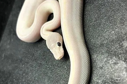 Super mojave Bel