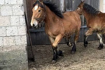 Sprzedam Zrebaki, Podlaskie, Waniewo