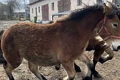 Sprzedam Zrebaki, Podlaskie, Waniewo