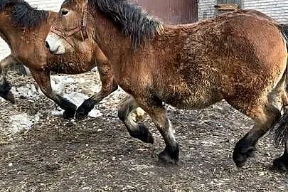 Sprzedam Zrebaki, Podlaskie, Waniewo