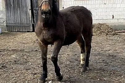 Sprzedam Zrebaki, Podlaskie, Waniewo