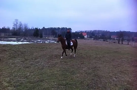 Arabska klacz po EL-Vis
