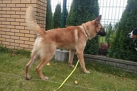 Seweryn to duży, młody i spokojny psiak. Pomóż go 