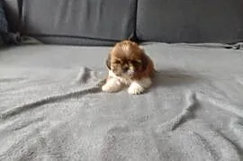 Shih tzu szczeniaki