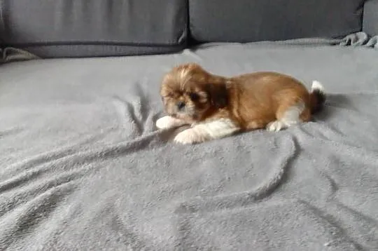Shih tzu szczeniaki, Podlaskie, Białystok
