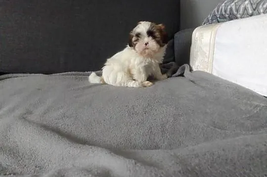 Shih tzu szczeniaki, Podlaskie, Białystok