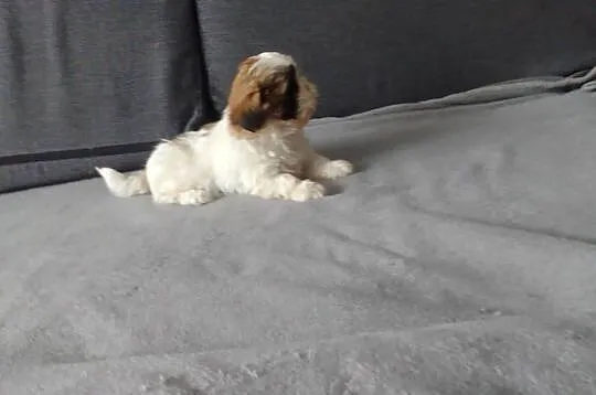 Shih tzu szczeniaki, Podlaskie, Białystok