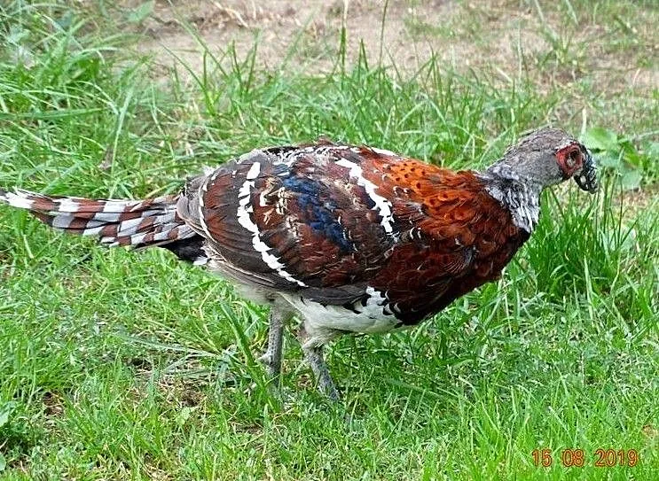 Sprzedam Bażant, Bażanty Kasztanowe