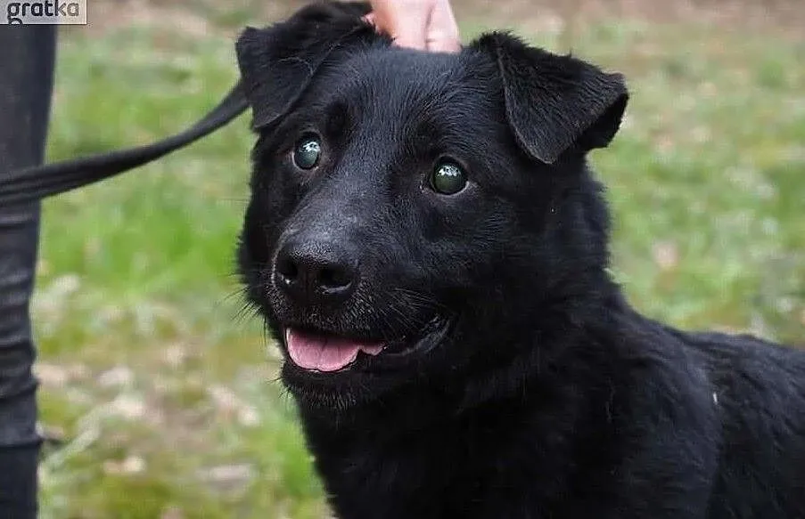 Niewidomy Oskarek potrzebuje domku adoptuj go, Mazowieckie, Warszawa
