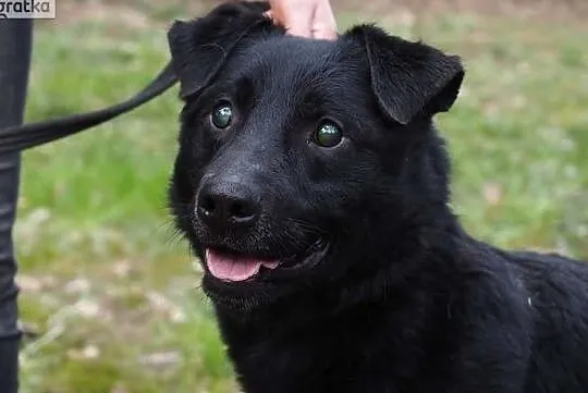 Niewidomy Oskarek potrzebuje domku adoptuj go, Mazowieckie, Warszawa