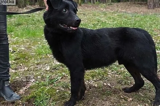 Niewidomy Oskarek potrzebuje domku adoptuj go, Mazowieckie, Warszawa