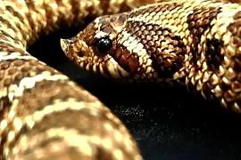 Heterodon zachodni młody