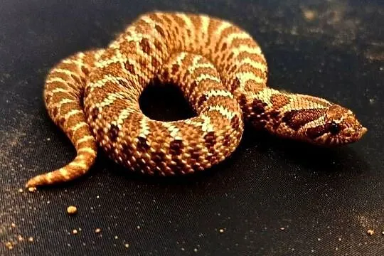 Heterodon zachodni młody, Małopolskie, Kraków