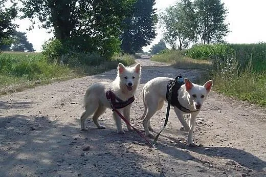 Suczka Hera wspaniały psi przyjaciel, szuka kochaj