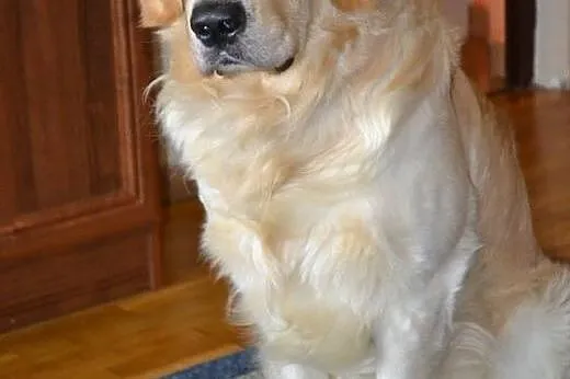 Golden szuka domu bez dzieci ,  łódzkie Łódź