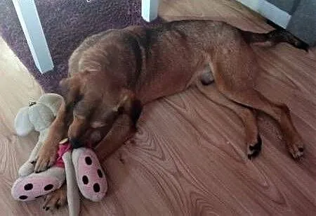 LINDO - po kilku dniach w nowym domu wraz z adopcji z powodu alergii! POMOCY, łódzkie Łódź, Łódzkie, Łódź