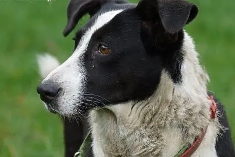 Jogobella śliczna sunia szuka domu,  Kundelki cała