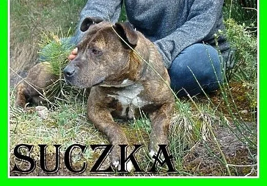 Amstaff mix,suczka PRĘGA,przyjazna,wesoła.ADOPCJA,