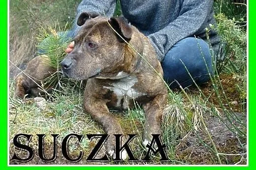 Amstaff mix,suczka PRĘGA,przyjazna,wesoła.ADOPCJA,
