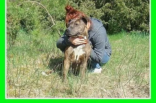 Amstaff mix,suczka PRĘGA,przyjazna,wesoła.ADOPCJA,