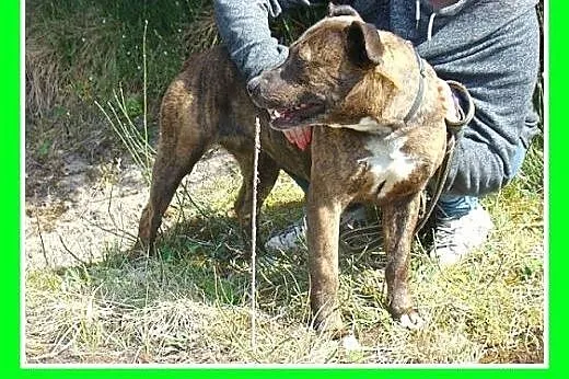 Amstaff mix,suczka PRĘGA,przyjazna,wesoła.ADOPCJA,