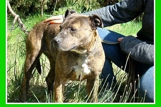 Amstaff mix,suczka PRĘGA,przyjazna,wesoła.ADOPCJA,