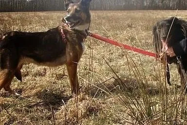 KALI boi się świata-ale w schronisku nie ma szans 