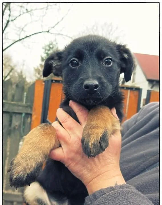 TOLA - cudna kruszynka do adopcji!