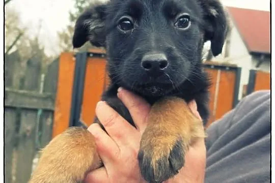 TOLA - cudna kruszynka do adopcji!