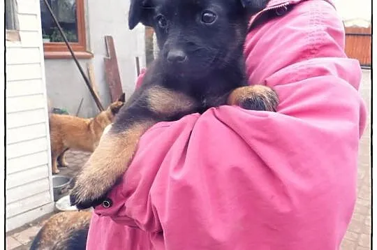 TOLA - cudna kruszynka do adopcji!