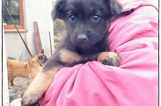 TOLA - cudna kruszynka do adopcji!