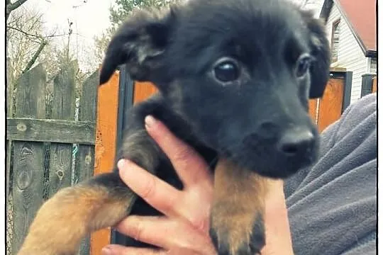 TOLA - cudna kruszynka do adopcji!