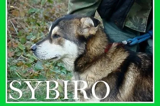 SYBIRO-pies północy,łagodny,przyjazny,kontaktowy,a