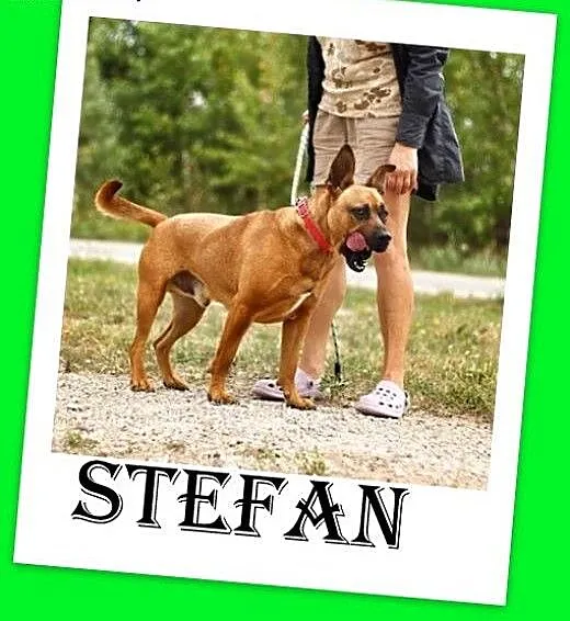 Amstaff mix,energiczny,aktywny przyjazny pies STEF